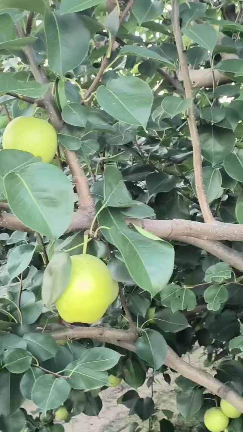 黄冠梨