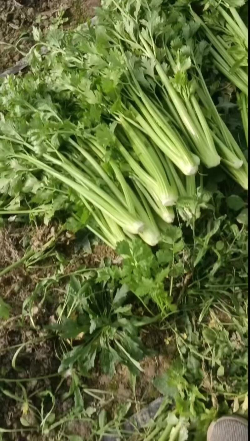 精品西芹
