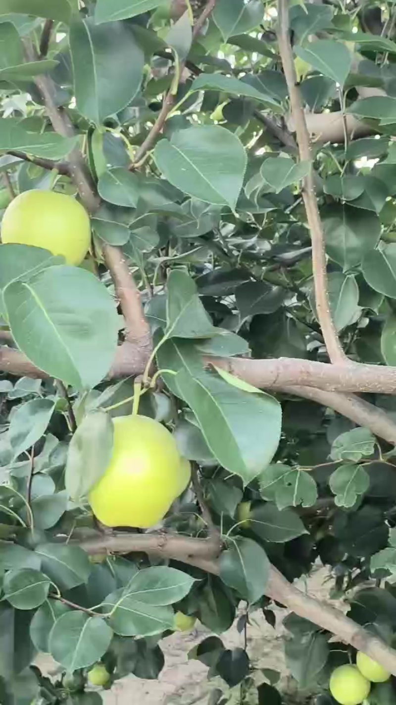 黄冠梨