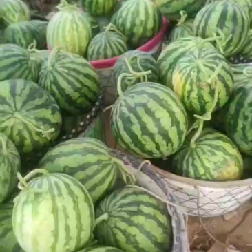 无籽美都高次