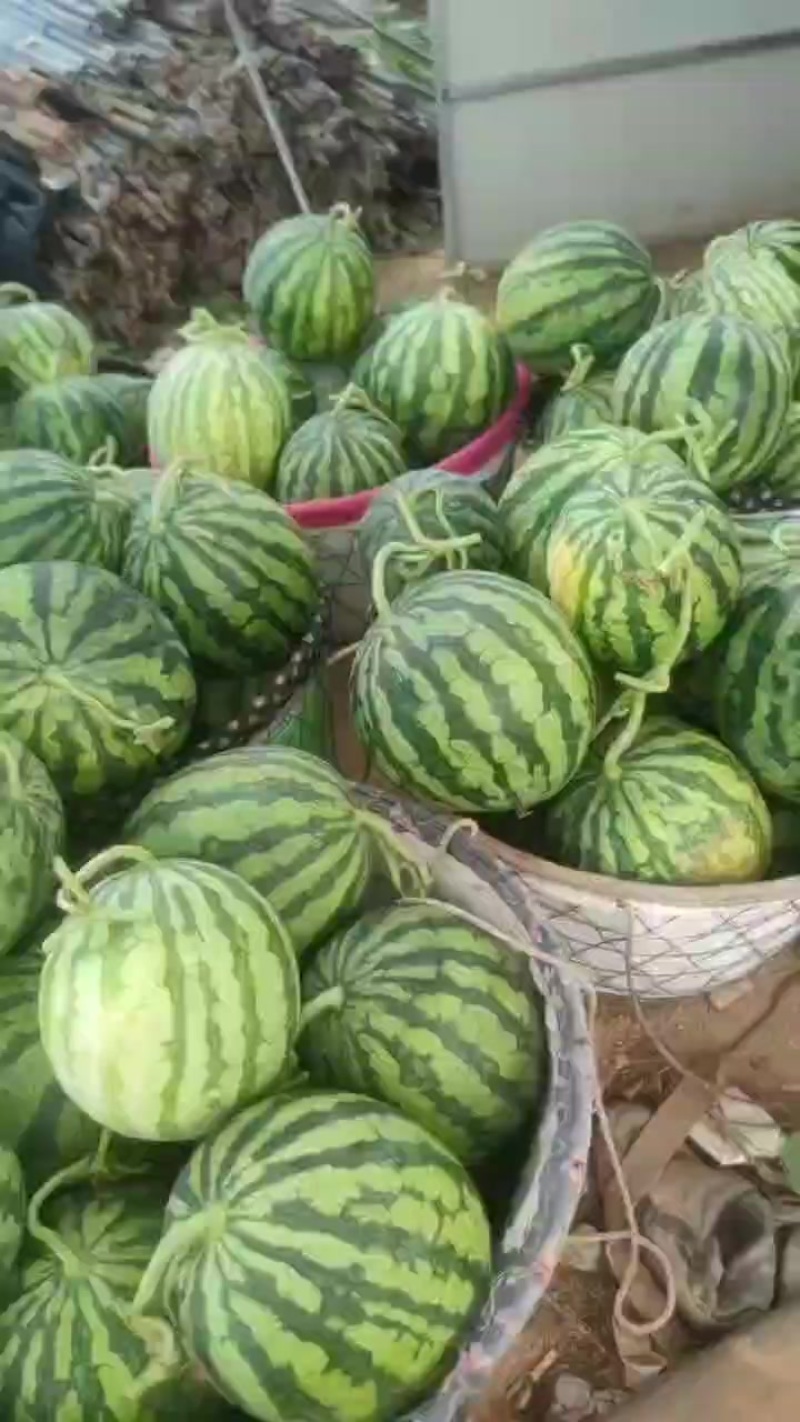 无籽美都高次