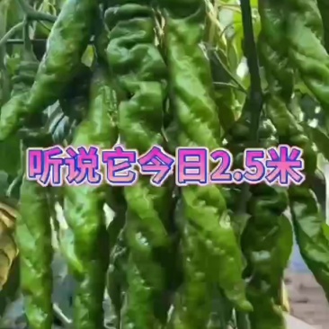 精品螺蛳椒
