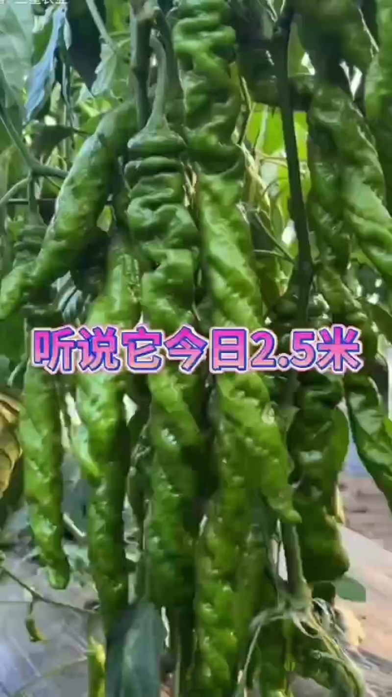 精品螺蛳椒