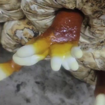 鹿角灵芝