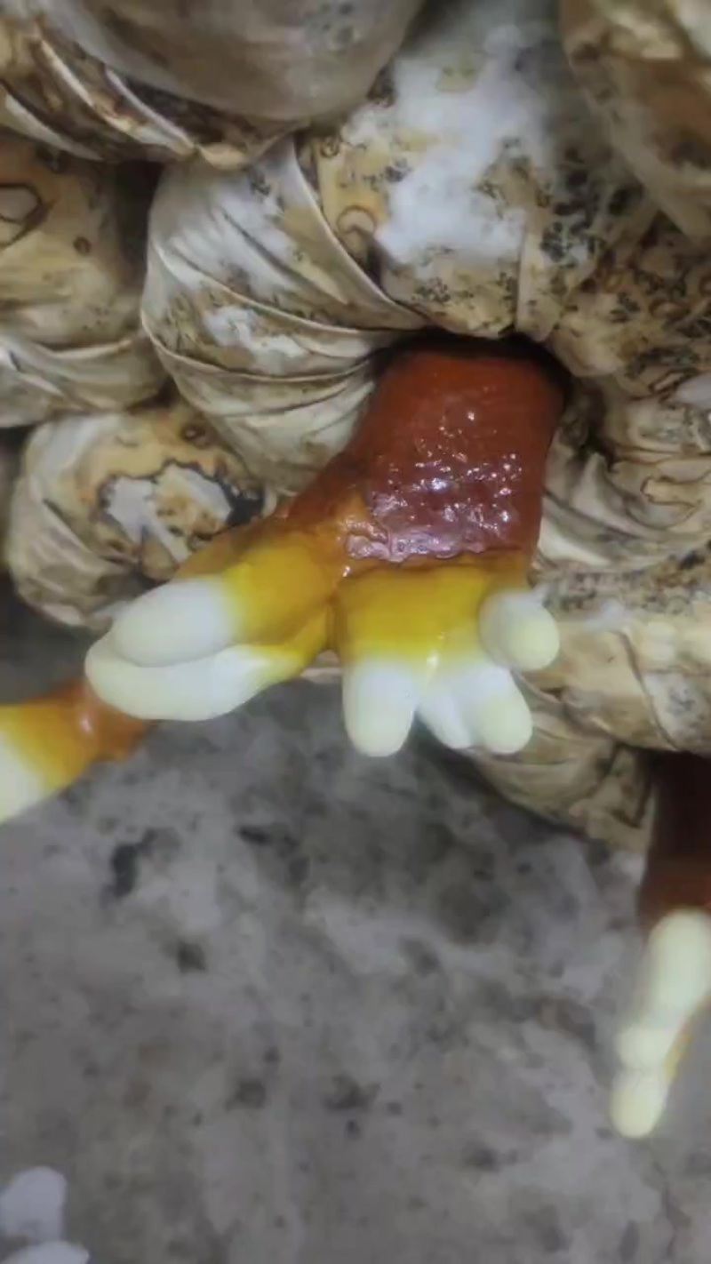 鹿角灵芝