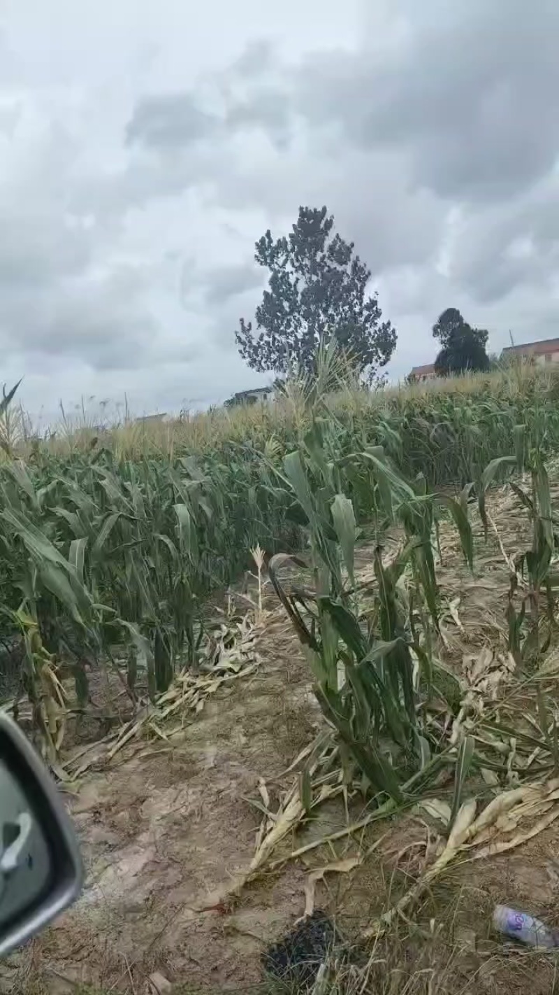 水果玉米零售批发