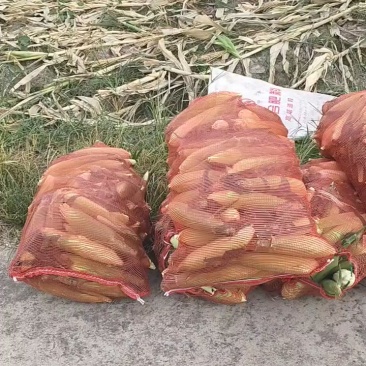 水果玉米零售批发