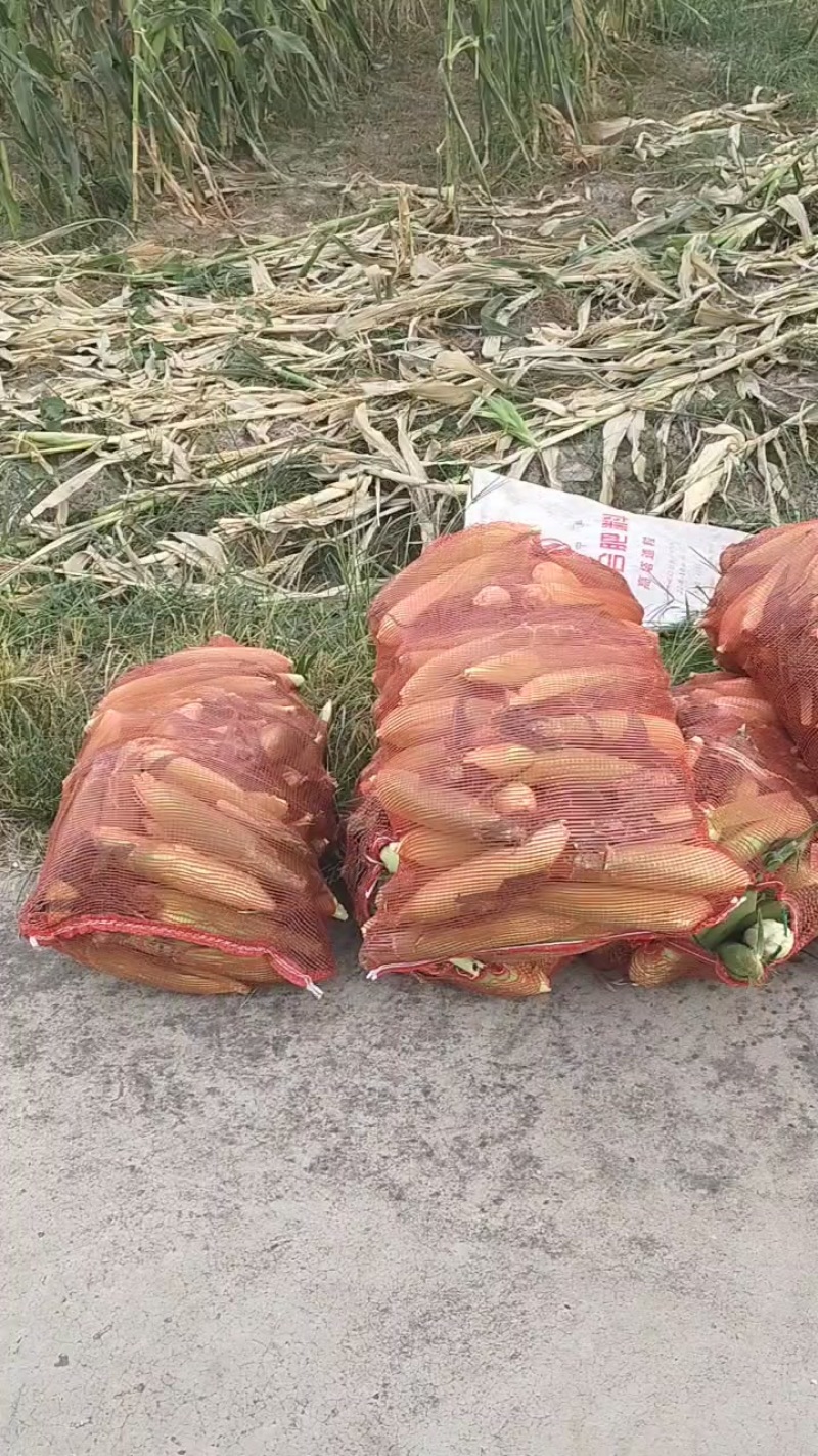水果玉米零售批发