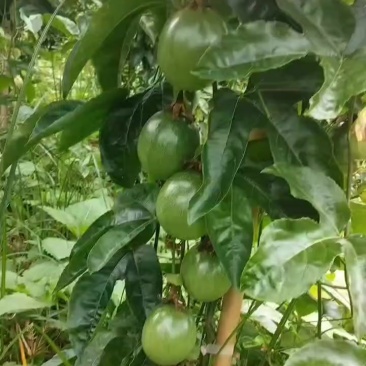 云南百香果