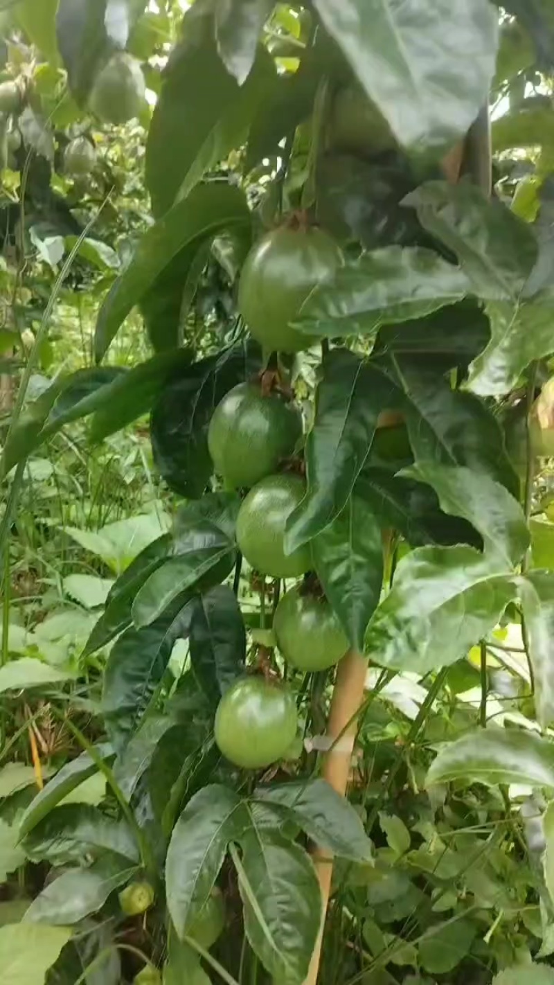 云南百香果