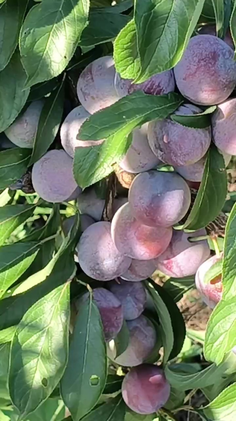翠红李