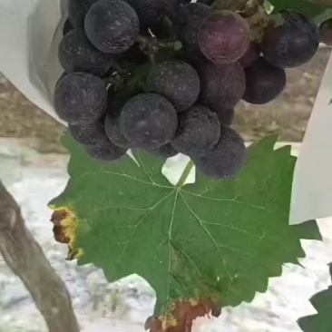 陕西沪太八号葡萄