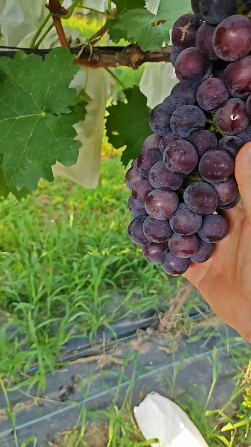 户太葡萄成熟时