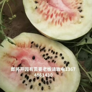大板短角打瓜开园啦！口感佳，皮毛好，甜度高，个头匀