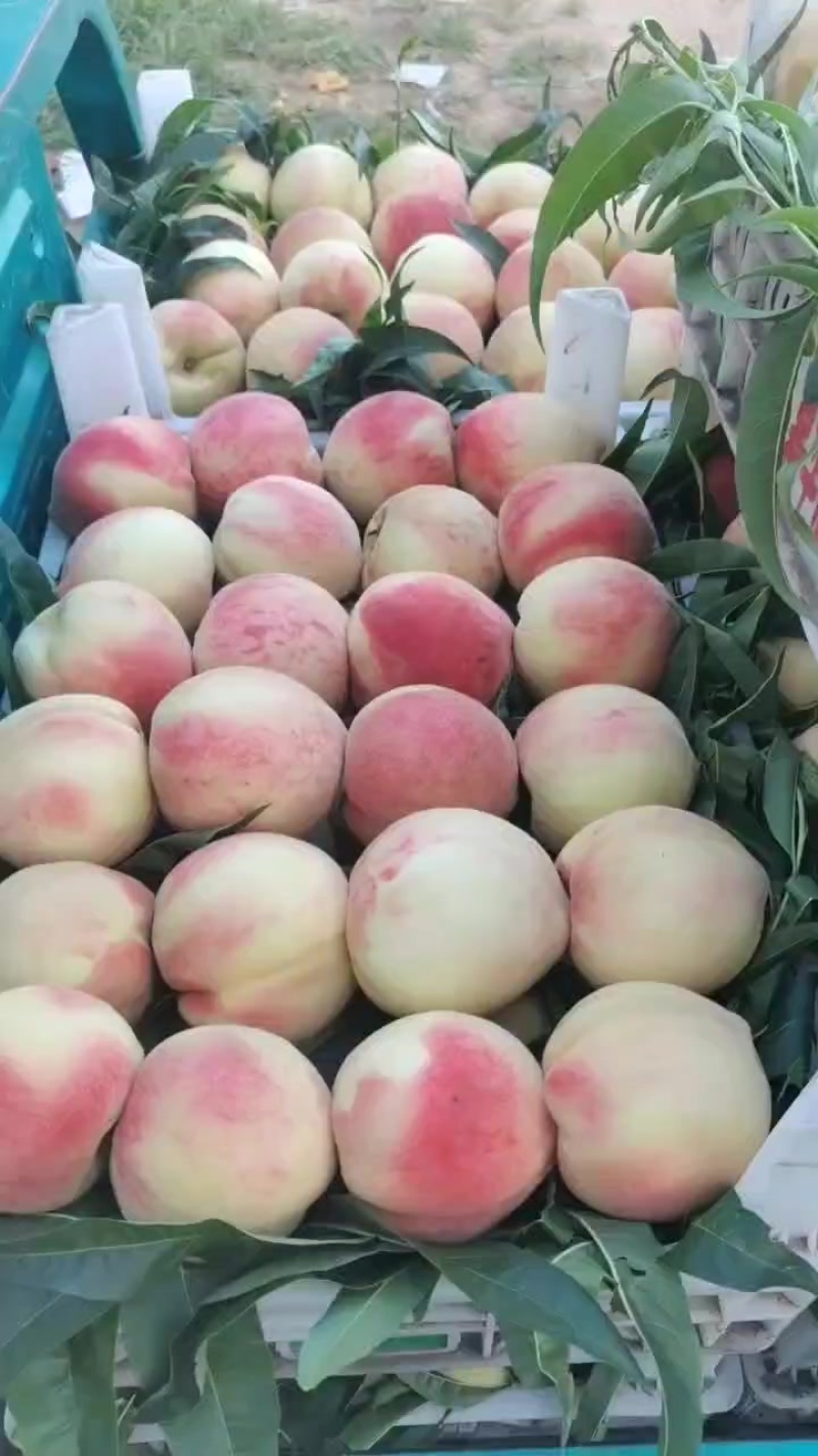 衡水饶阳北京十四号大量上市