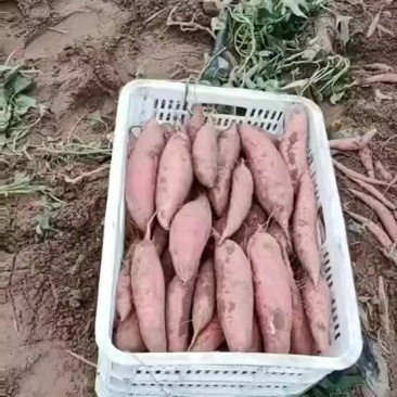 衡水饶阳各种红薯大量上市