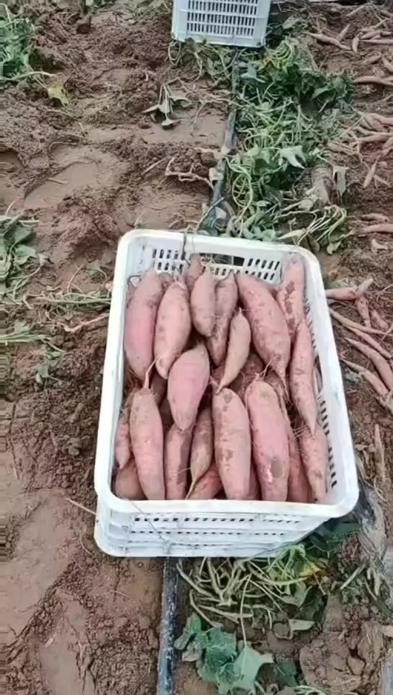 衡水饶阳各种红薯大量上市