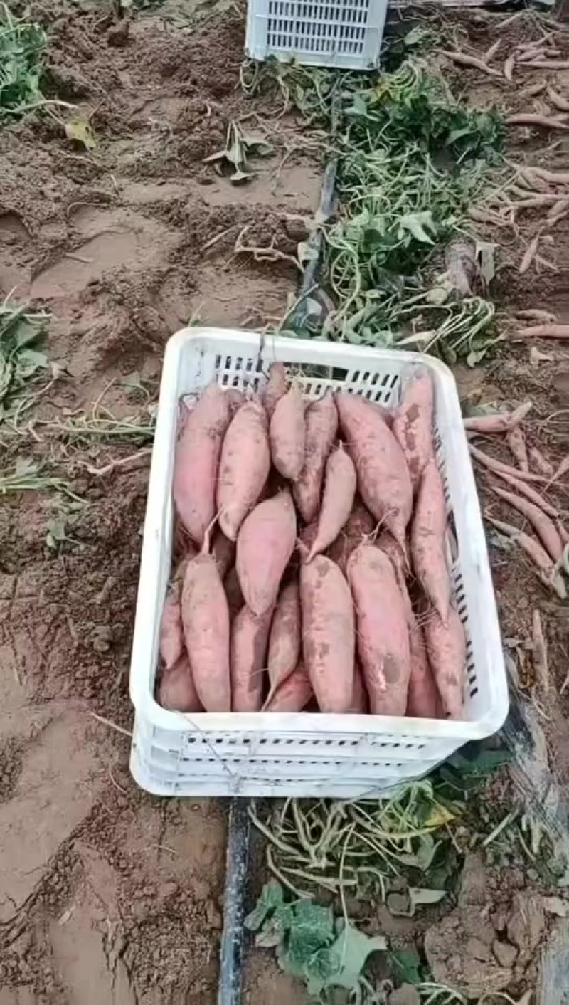 衡水饶阳各种红薯大量上市