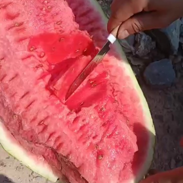 宁夏石头瓜大量供应