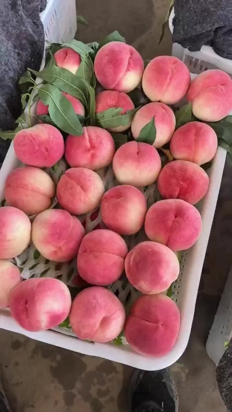红桃