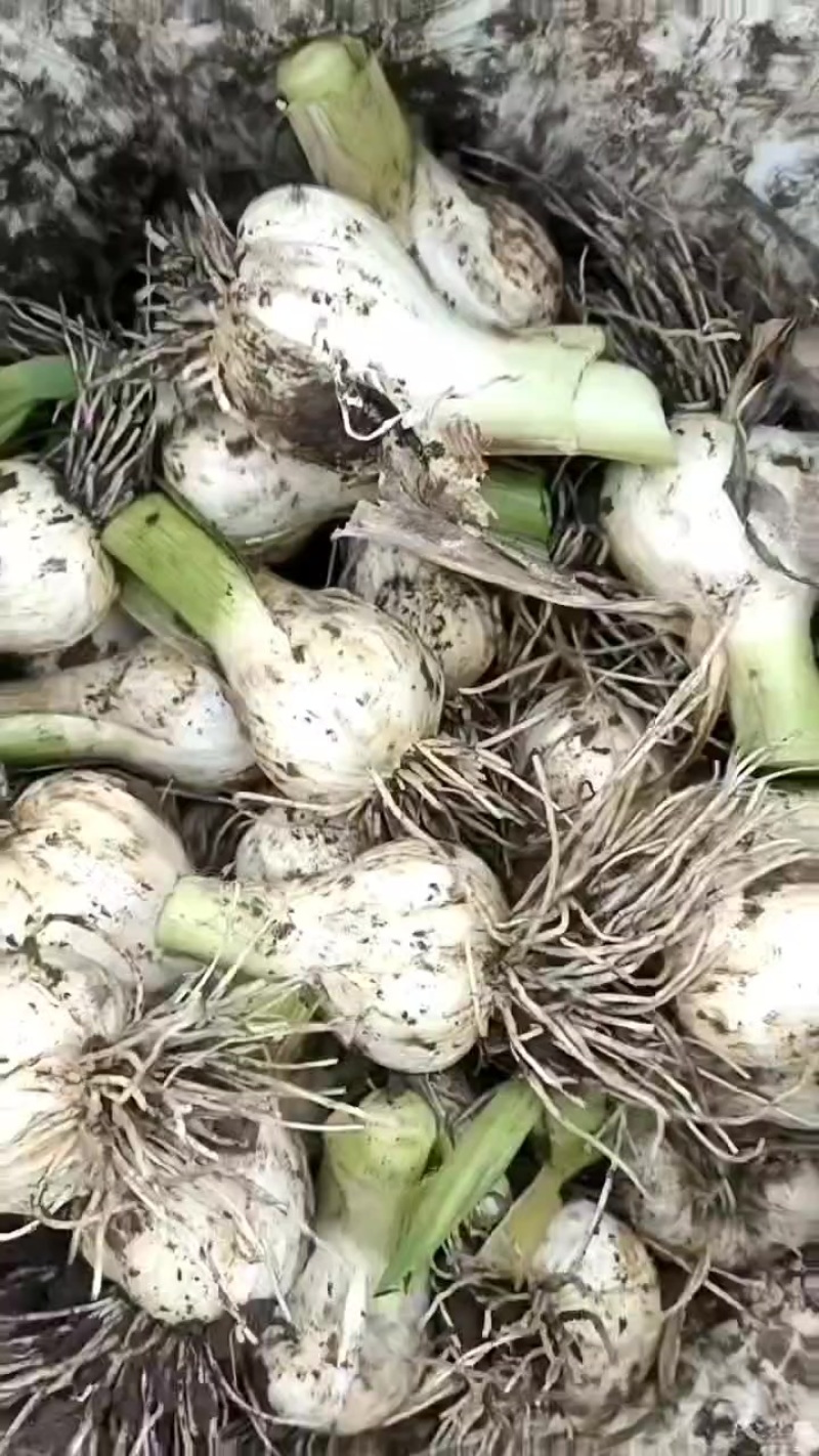 吉林地区青蒜大量上市欢迎选购