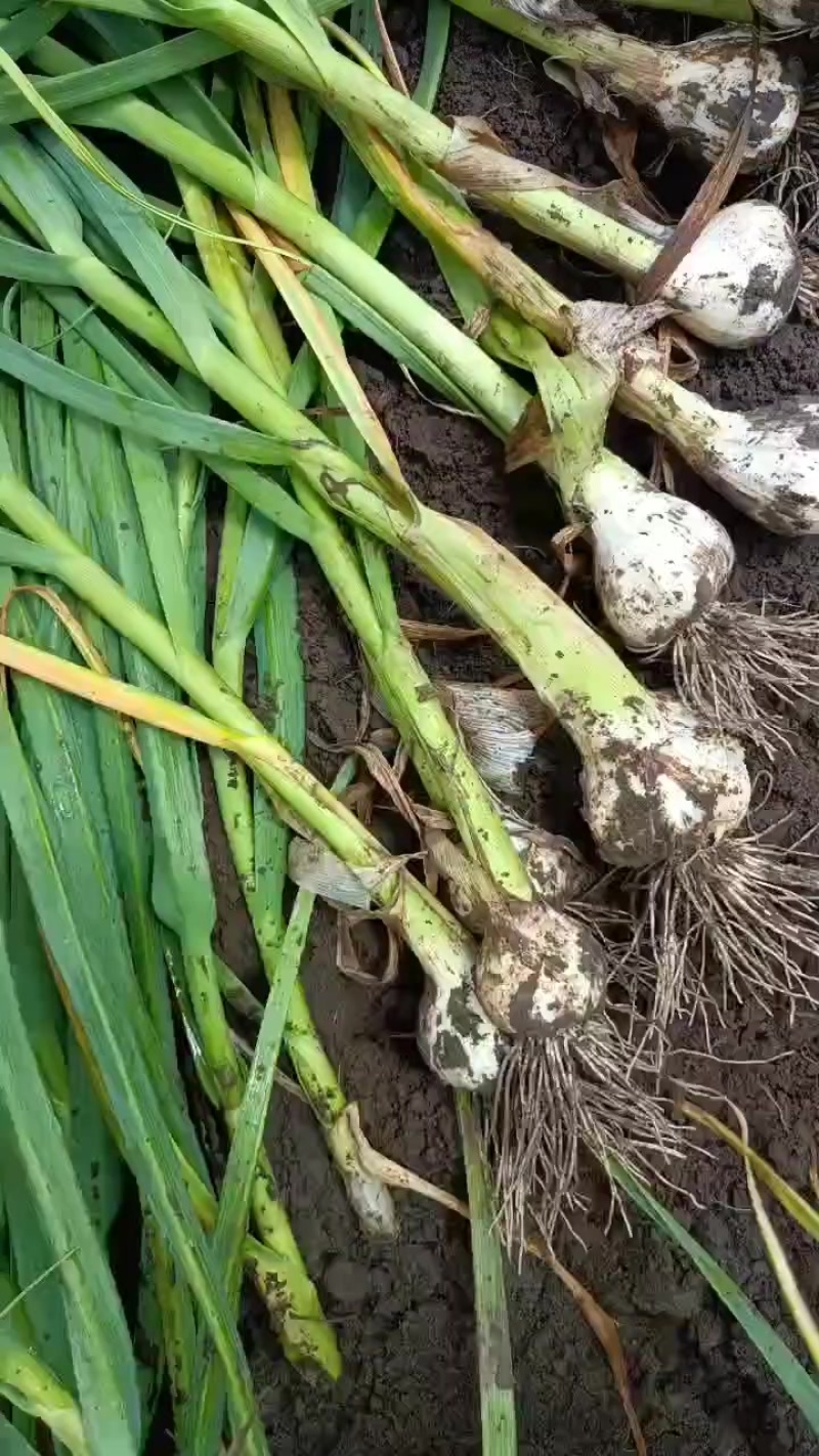 吉林地区青蒜大量上市欢迎选购
