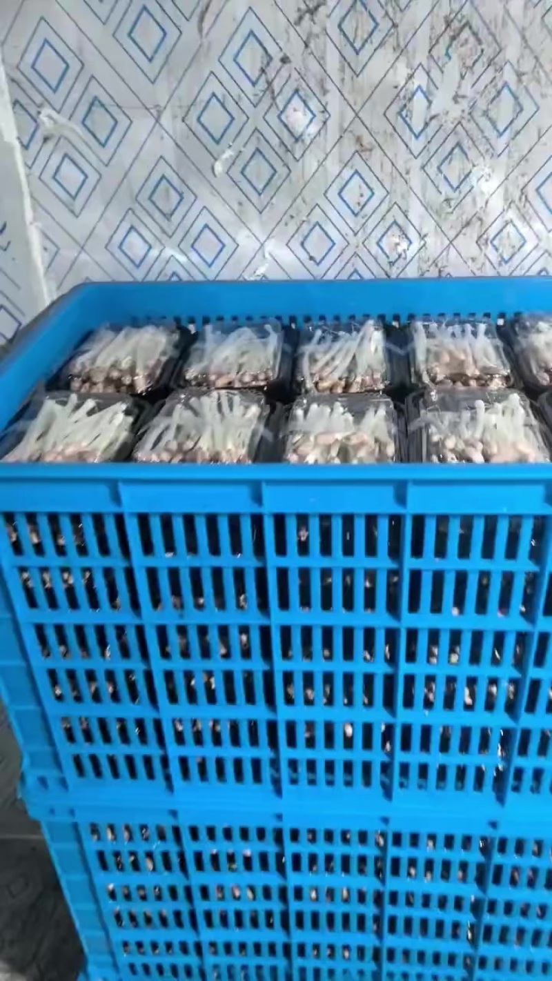 只做精品