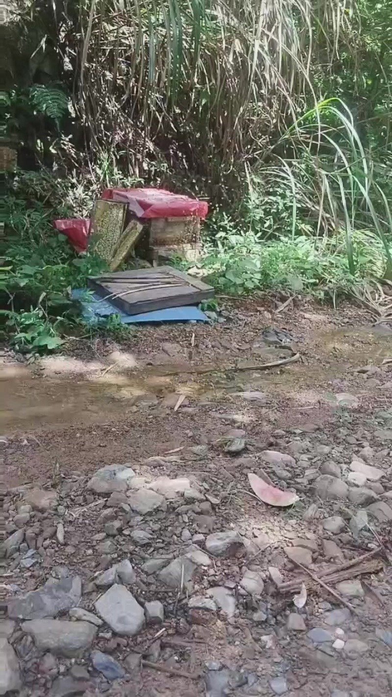 深山蜂蜜
