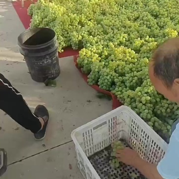 青提，维多利亚青提，产地直发，供大小客商，平板车