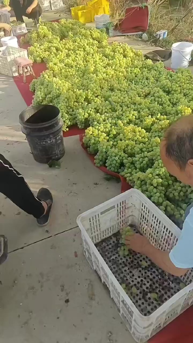 青提，维多利亚青提，产地直发，供大小客商，平板车