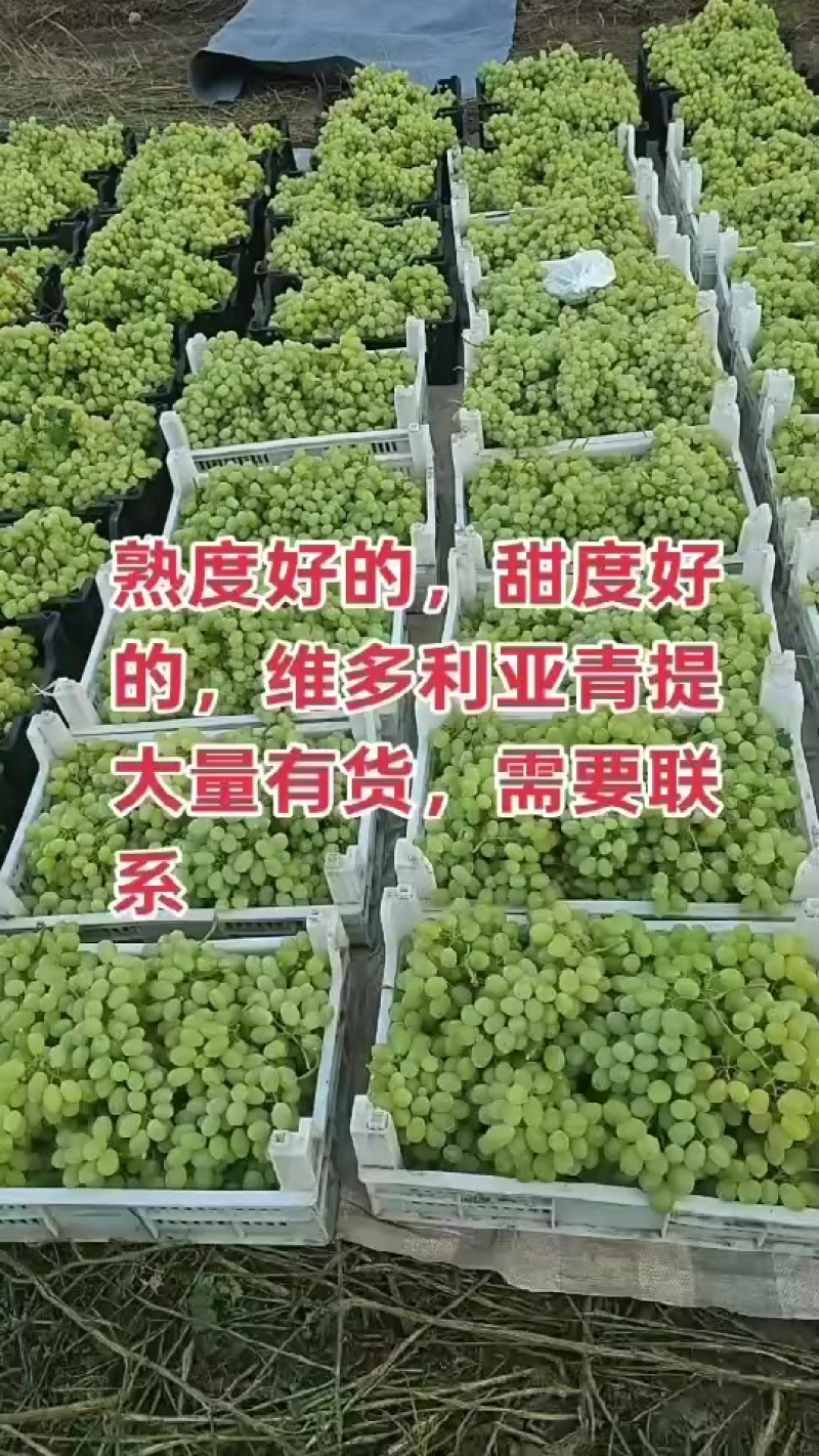 青提，维多利亚青提，产地直发，供大小客商，平板车