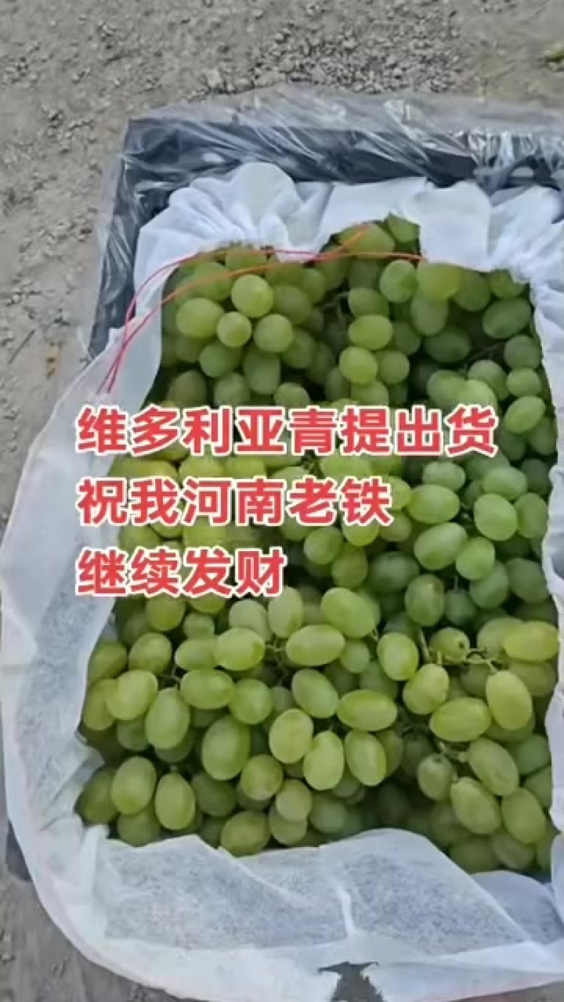 青提，维多利亚青提，产地直发，供大小客商，平板车