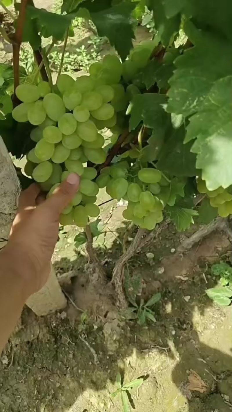 青提，维多利亚青提，产地直发，供大小客商，平板车