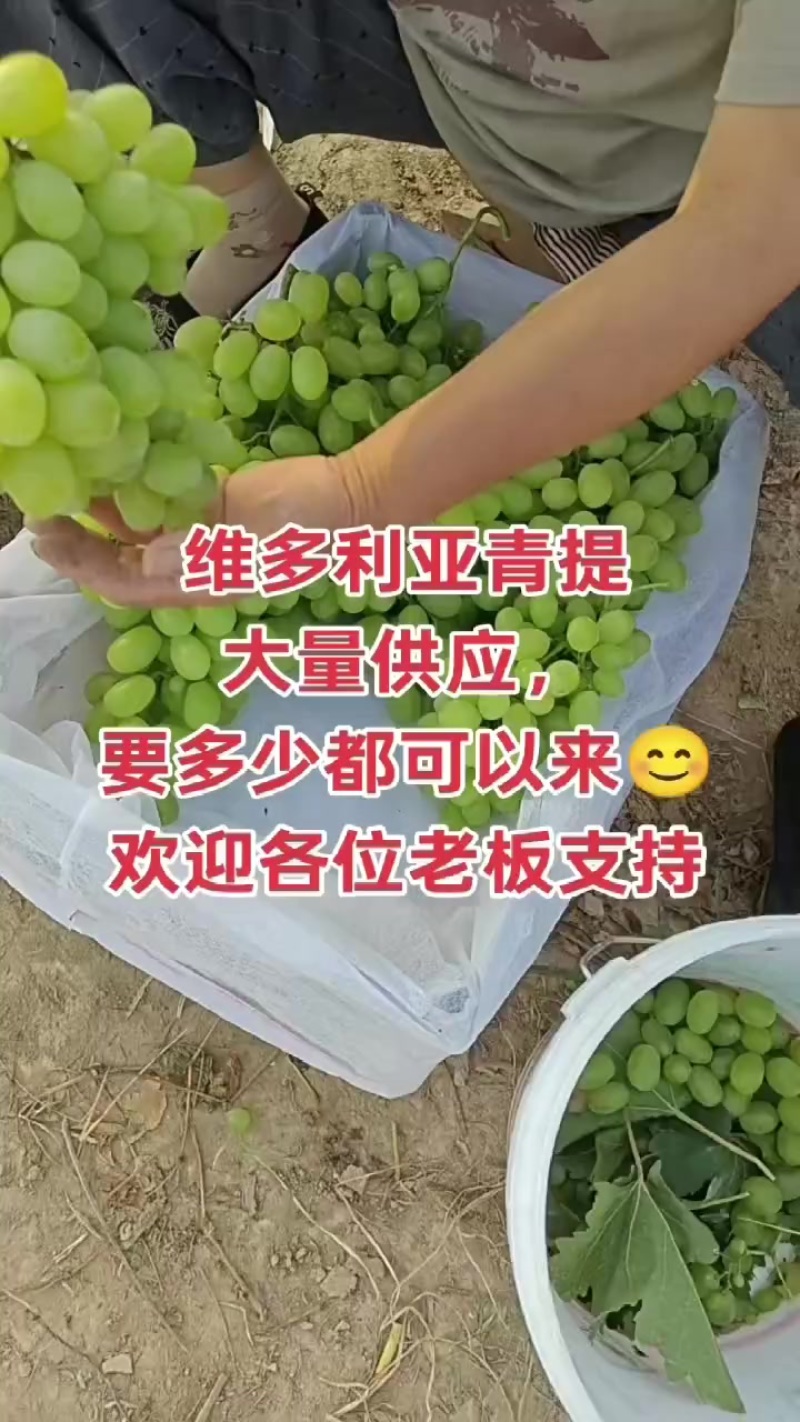 青提，维多利亚青提，产地直发，供大小客商，平板车