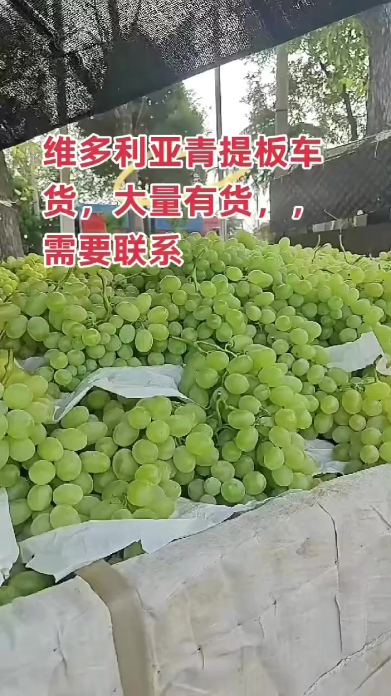 青提，维多利亚青提，产地直发，供大小客商，平板车