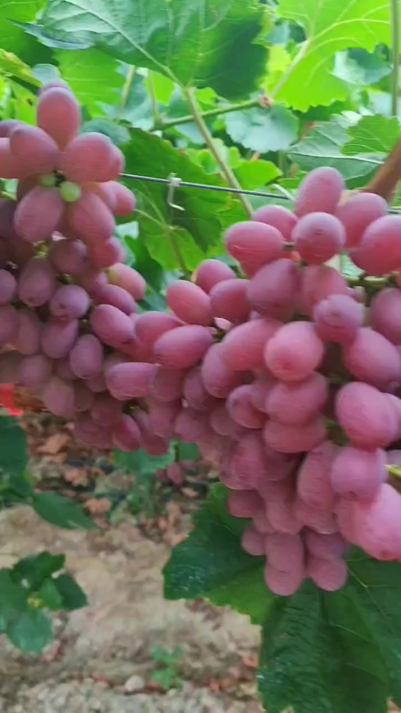 西昌克伦生，阳光明媚都可联系