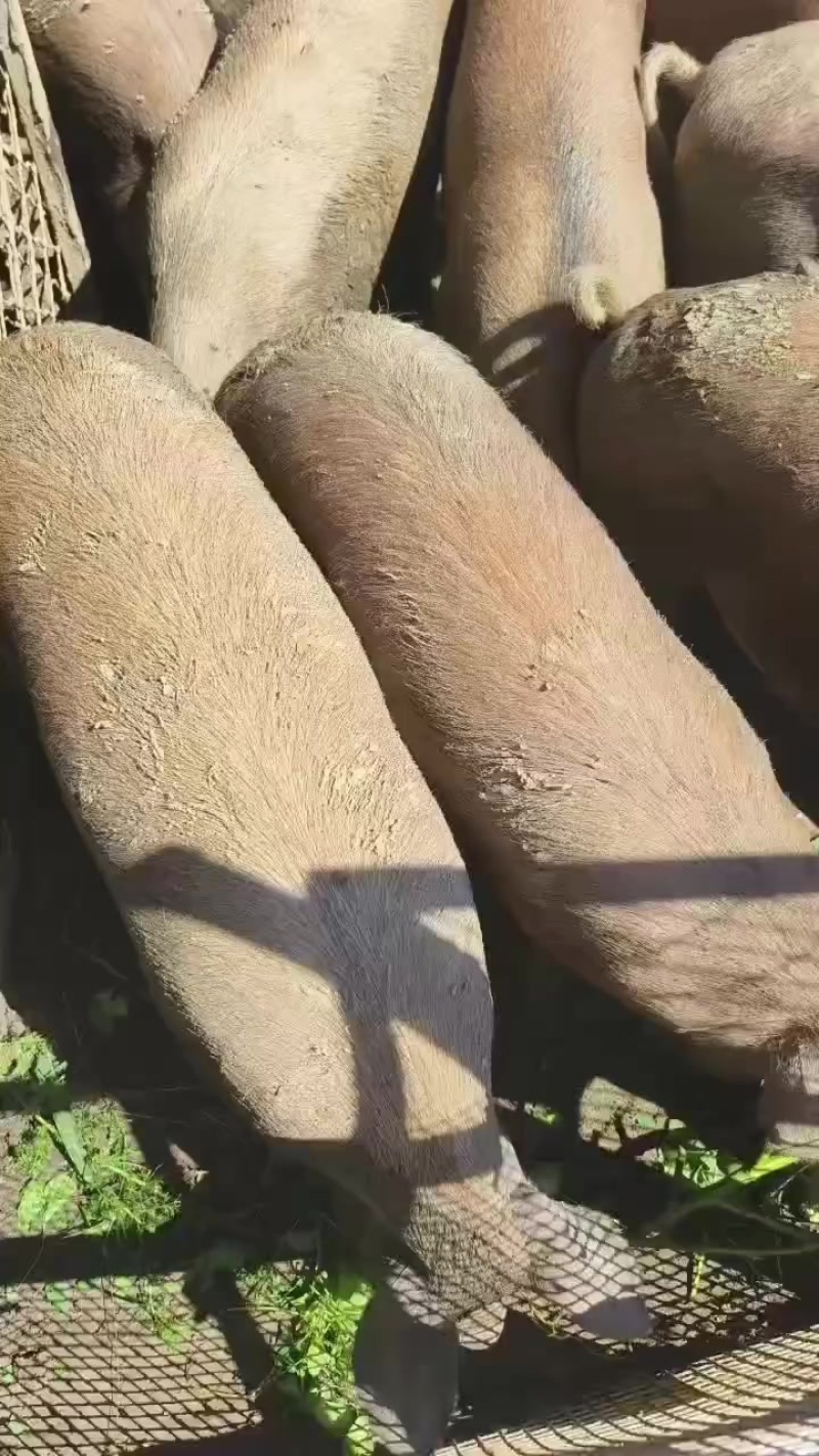 散养土猪
