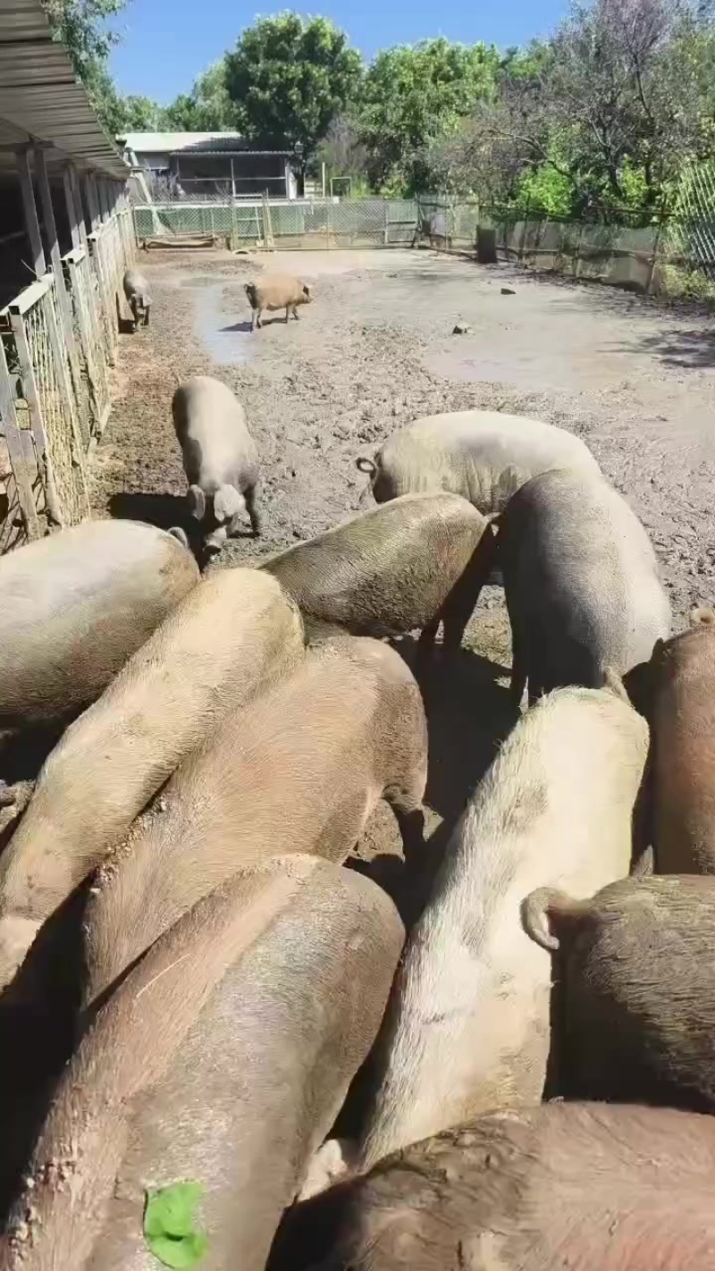 散养土猪