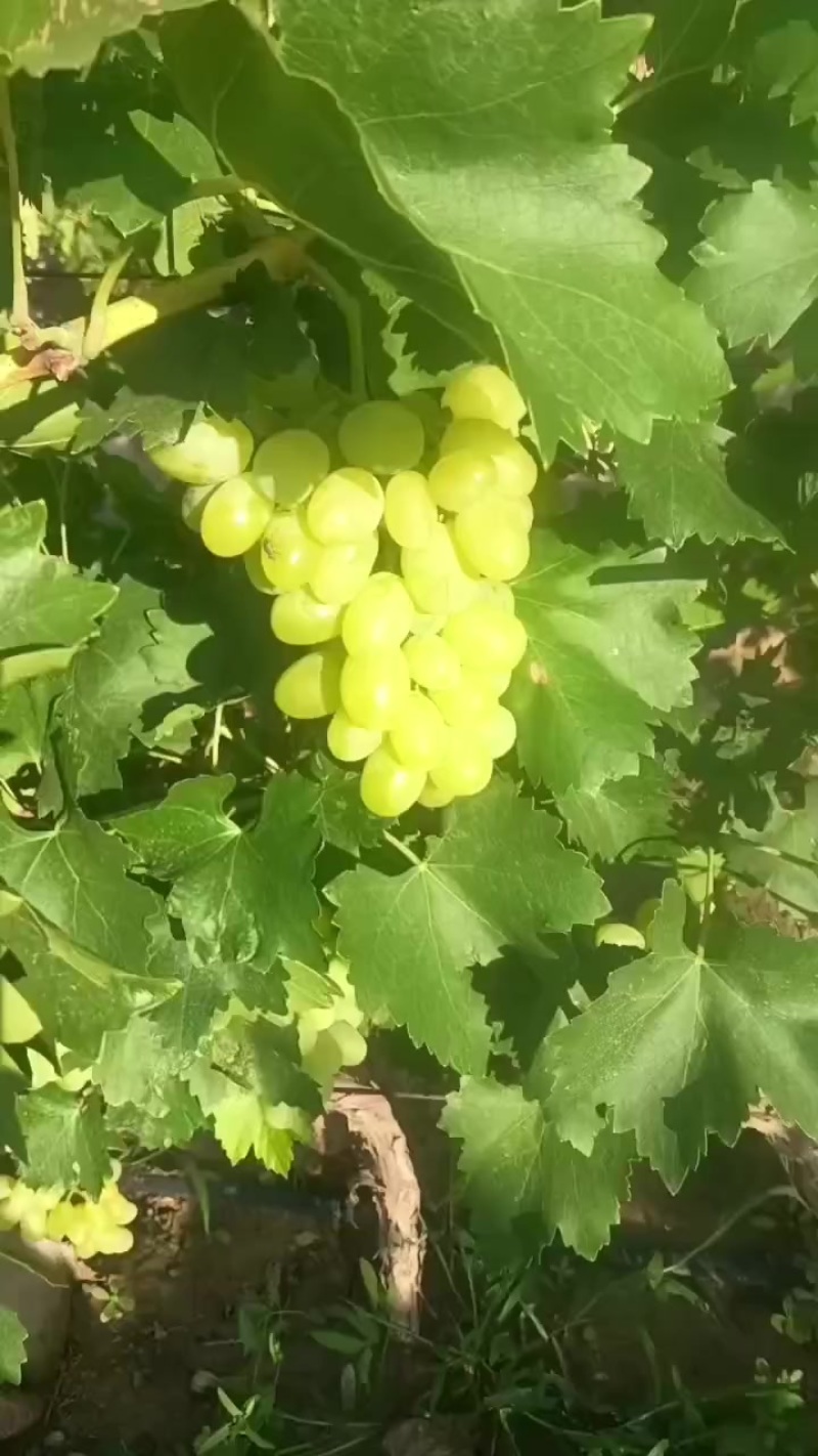 宁夏银川维多利亚葡萄