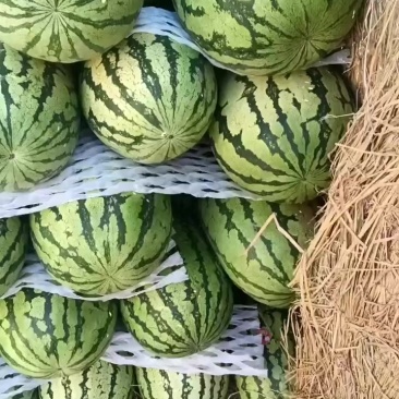 石头瓜西瓜