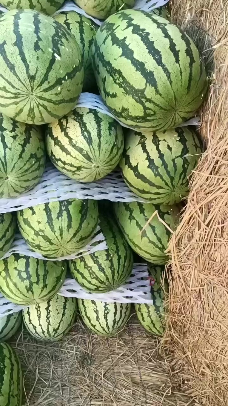 石头瓜西瓜
