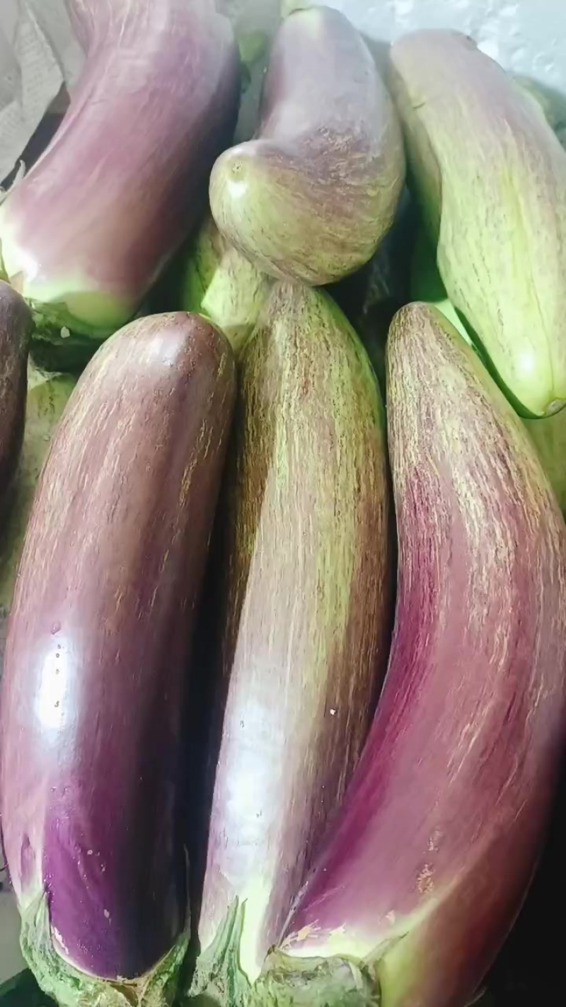 冰川茄子