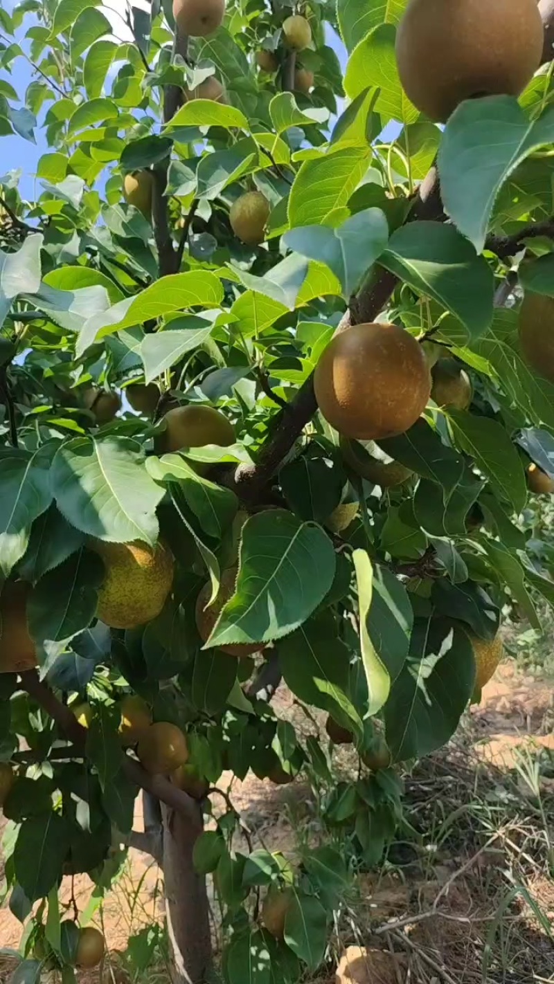 梨子：翠冠，圆黄