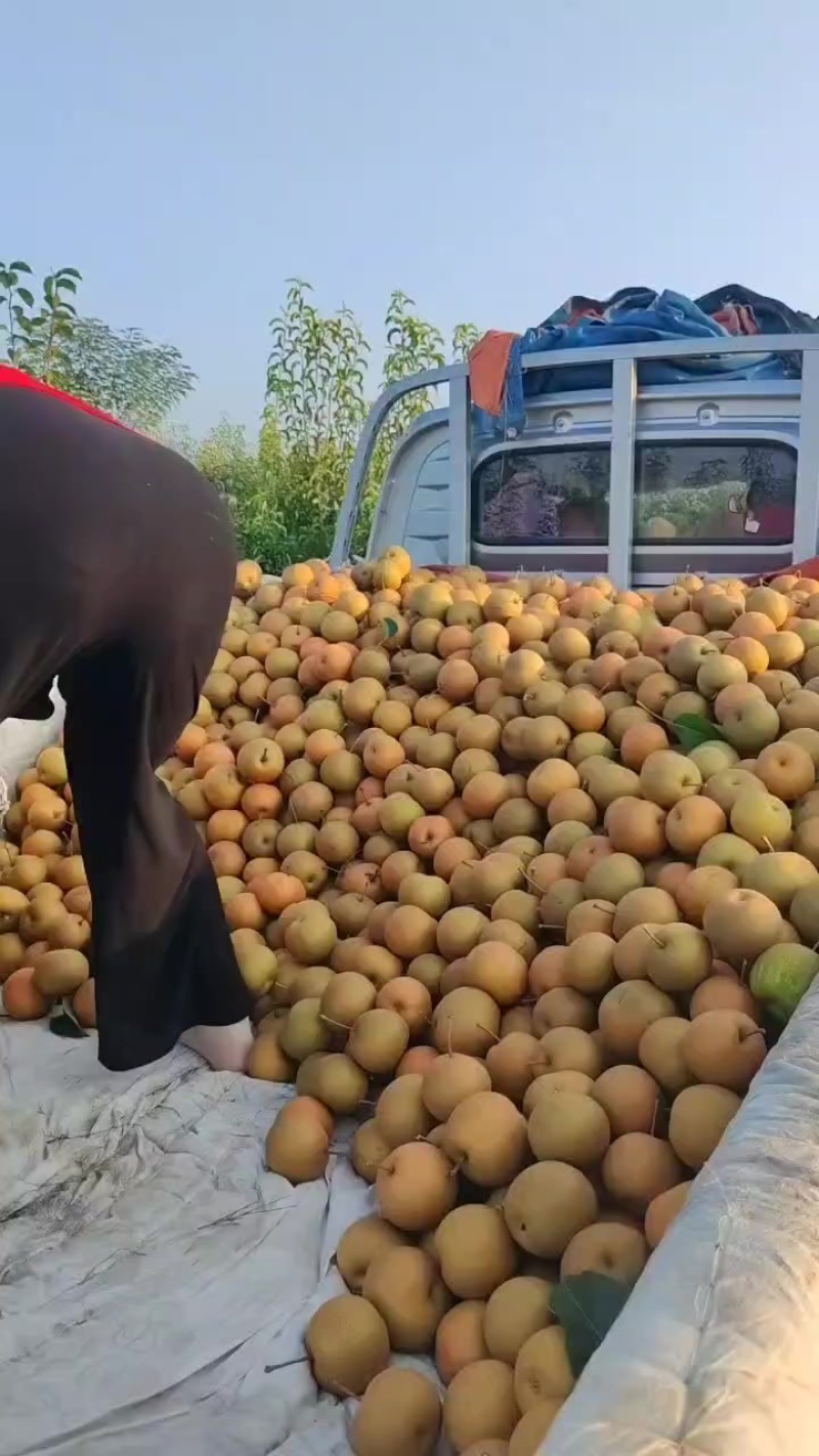 梨子：翠冠，圆黄