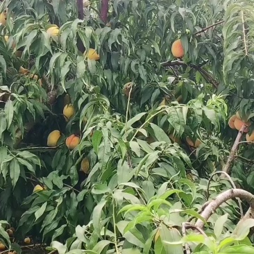 锦绣黄桃