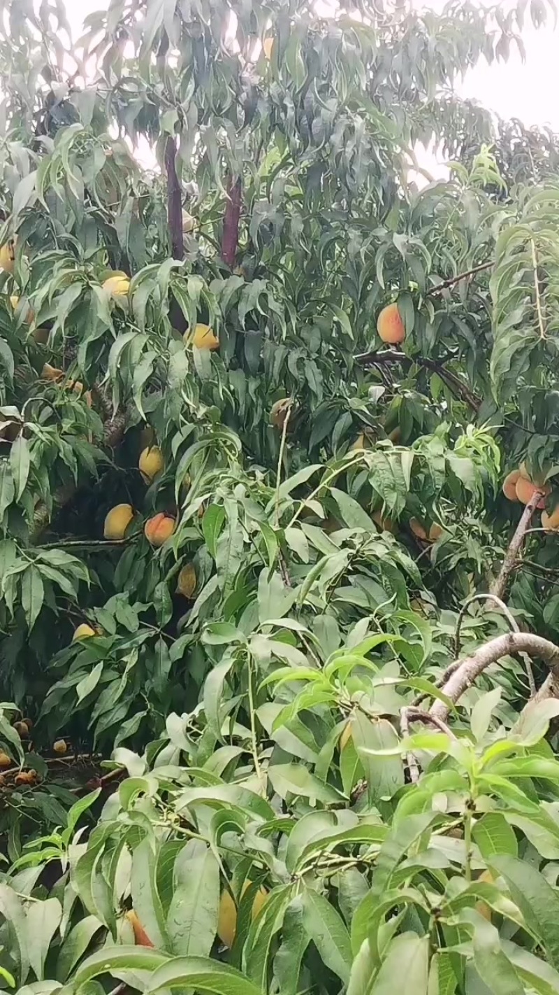 锦绣黄桃