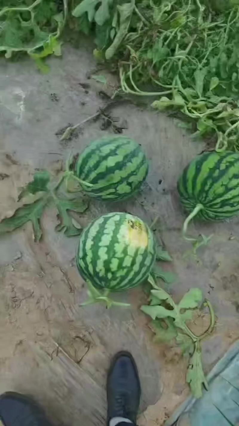 安徽太和县麒麟西瓜