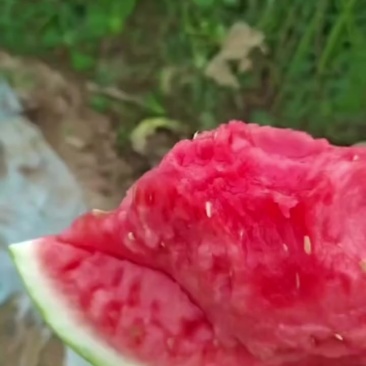 安徽太和县麒麟西瓜