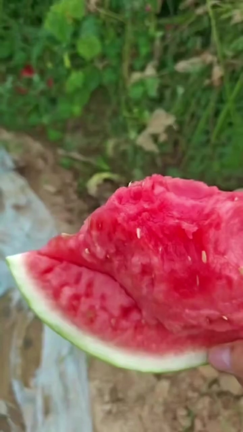 安徽太和县麒麟西瓜