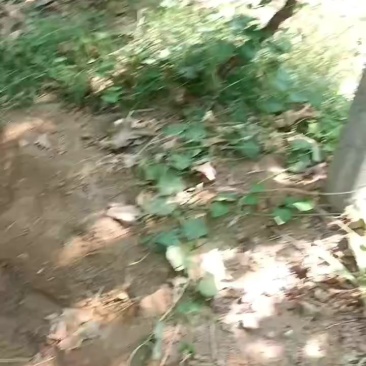 大荔产地，葡萄齐全，拼车整车都发